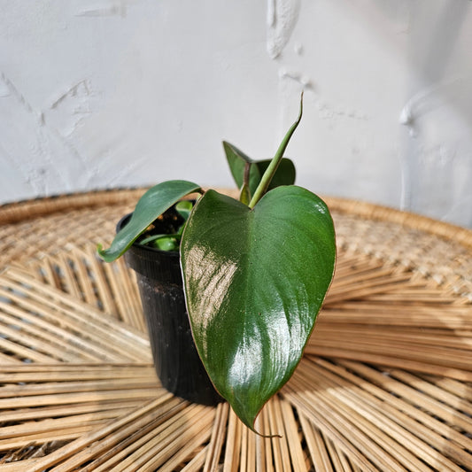 Mayoi (Philodendron ssp.) in a 4 inch pot. Indoor plant for sale by Promise Supply for delivery and pickup in Toronto