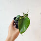  (Philodendron) in a 4 inch pot. Indoor plant for sale by Promise Supply for delivery and pickup in Toronto