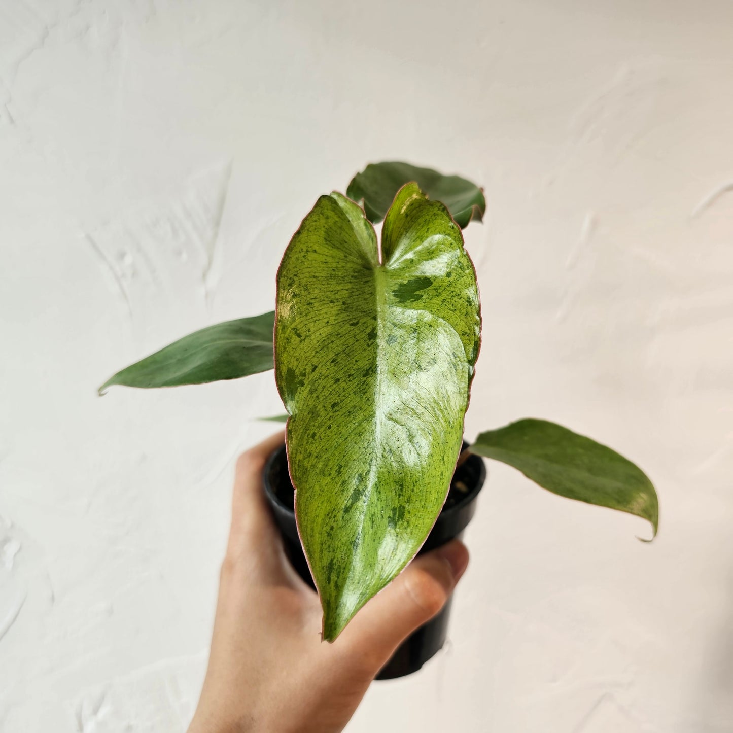 Paraiso Verde (Philodendron ssp.) in a 4 inch pot. Indoor plant for sale by Promise Supply for delivery and pickup in Toronto