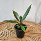Caramel Pluto (Philodendron ssp.) in a 4 inch pot. Indoor plant for sale by Promise Supply for delivery and pickup in Toronto
