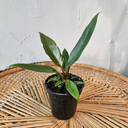 Caramel Pluto (Philodendron ssp.) in a 4 inch pot. Indoor plant for sale by Promise Supply for delivery and pickup in Toronto