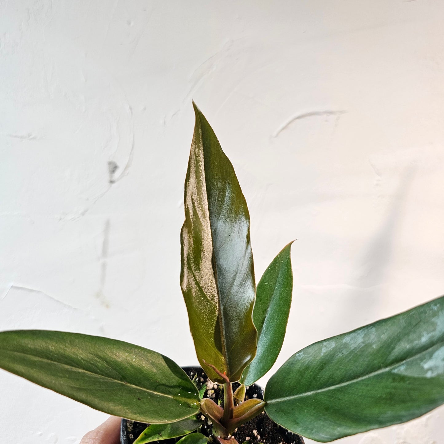 Caramel Pluto (Philodendron ssp.) in a 4 inch pot. Indoor plant for sale by Promise Supply for delivery and pickup in Toronto