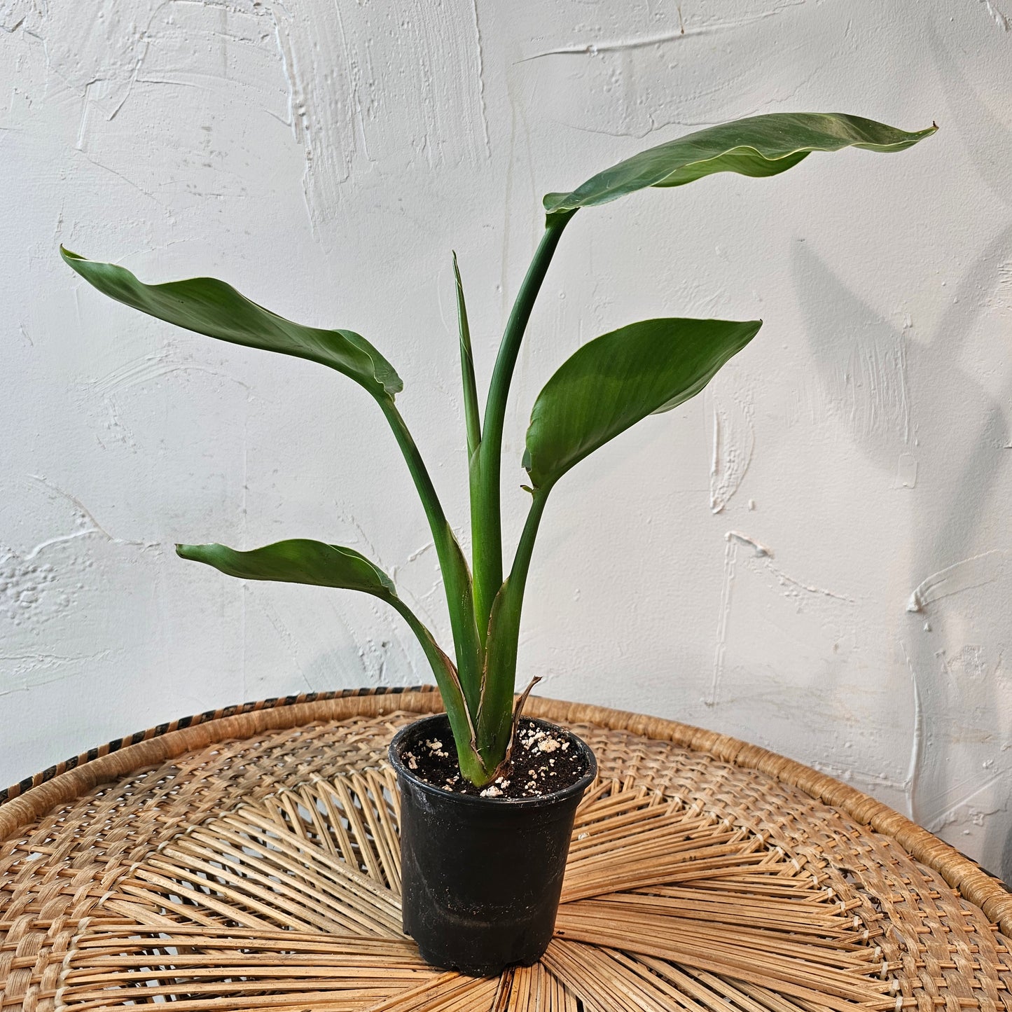White Bird of Paradise (Strelitzia nicolai) in a 4 inch pot. Indoor plant for sale by Promise Supply for delivery and pickup in Toronto