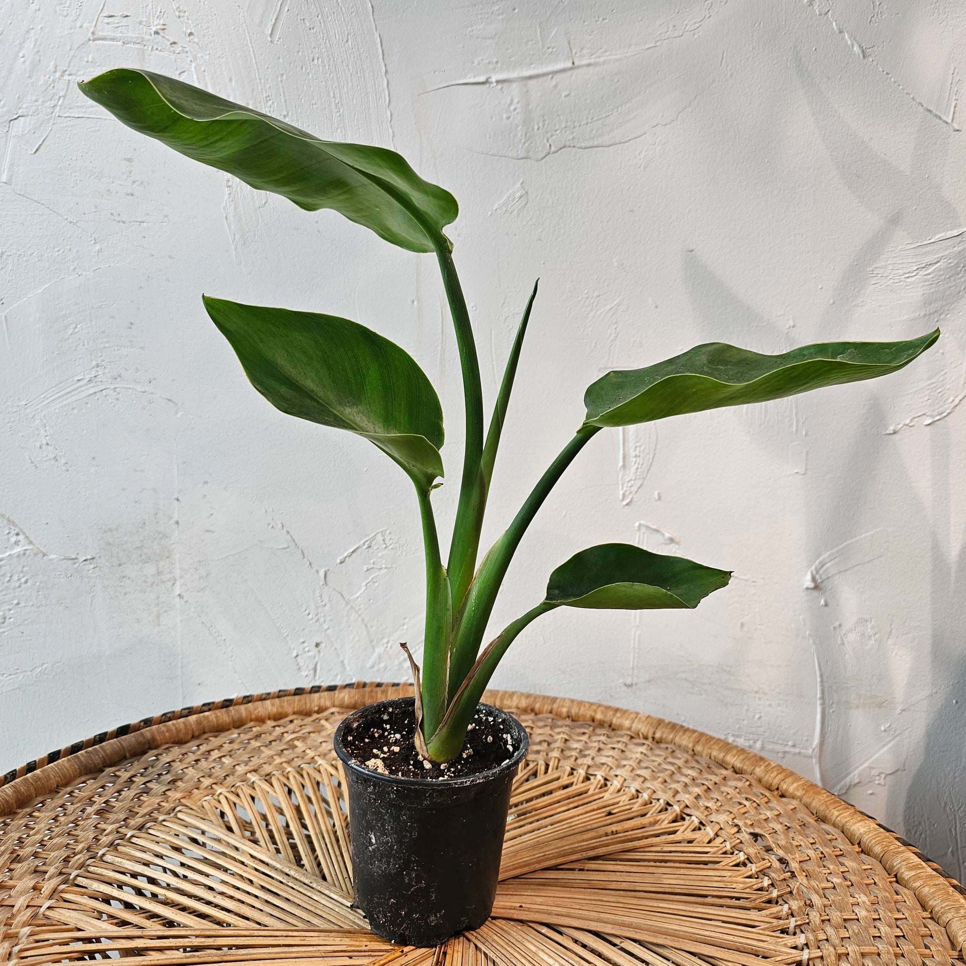 White Bird of Paradise, Banana Leaf Plant, Banana Tree (Strelitzia nicolai) in a 4 inch pot. Indoor plant for sale by Promise Supply for delivery and pickup in Toronto