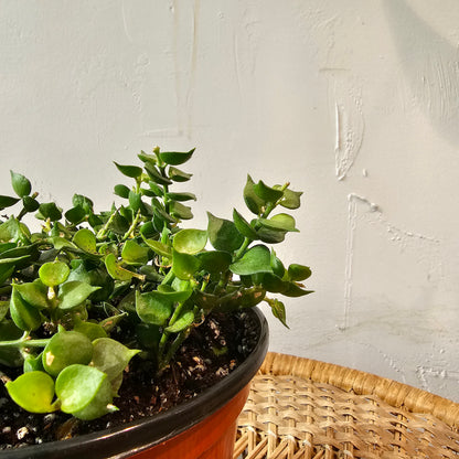 Million Hearts Plant (Dischidia ruscifolia) in a 6 inch pot. Indoor plant for sale by Promise Supply for delivery and pickup in Toronto