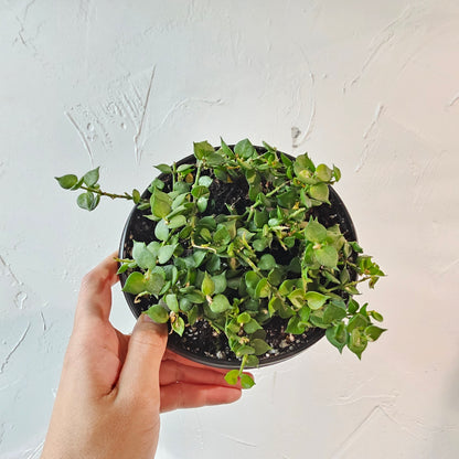 Million Hearts Plant (Dischidia ruscifolia) in a 6 inch pot. Indoor plant for sale by Promise Supply for delivery and pickup in Toronto