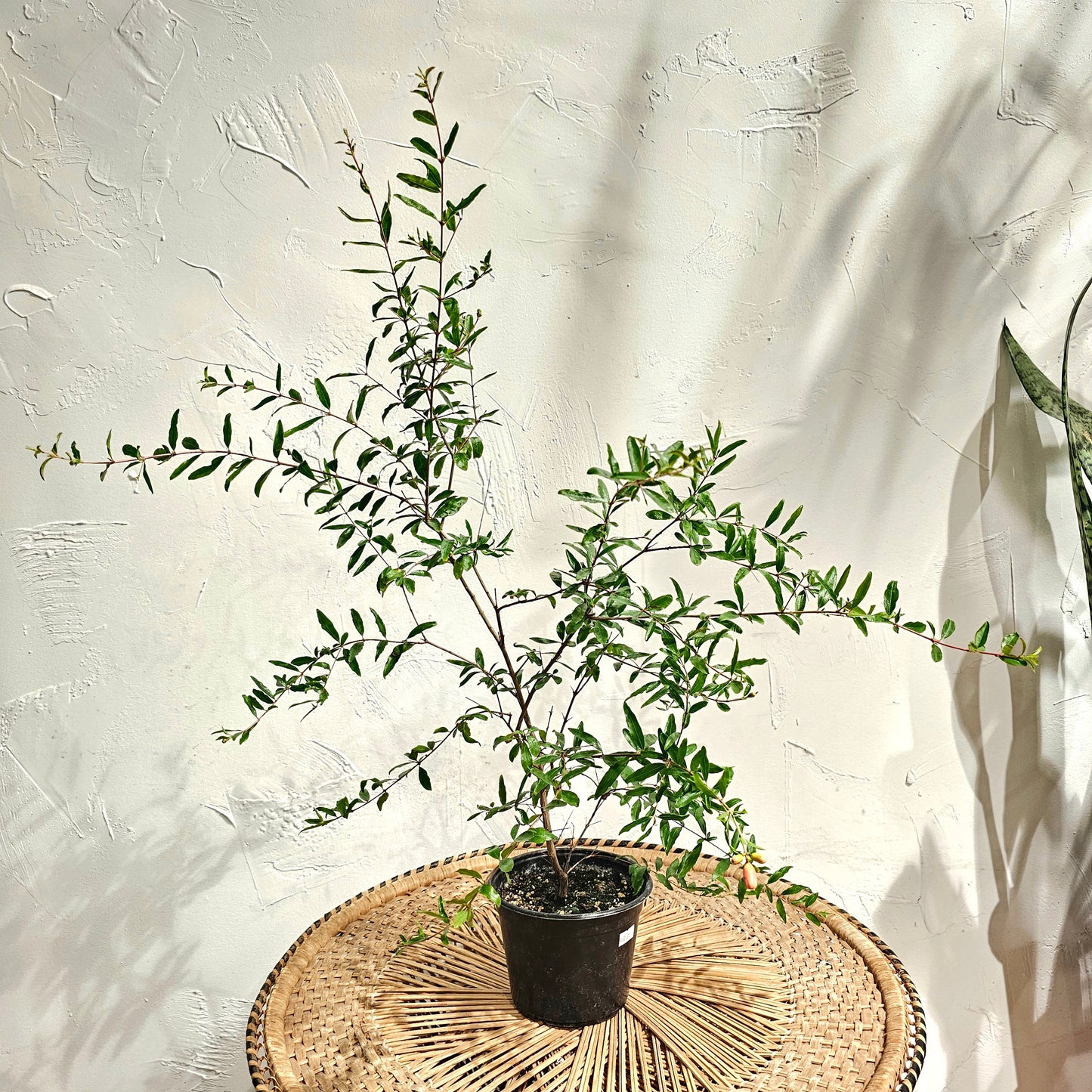 Pomegranate Bonsai Tree (Punica granatum) in a 6 inch pot. Indoor plant for sale by Promise Supply for delivery and pickup in Toronto