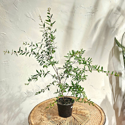 Pomegranate Bonsai Tree (Punica granatum) in a 6 inch pot. Indoor plant for sale by Promise Supply for delivery and pickup in Toronto