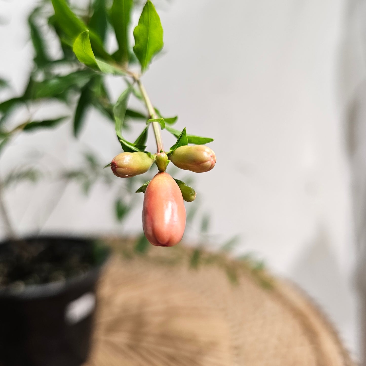 Pomegranate Bonsai Tree (Punica granatum) in a 6 inch pot. Indoor plant for sale by Promise Supply for delivery and pickup in Toronto