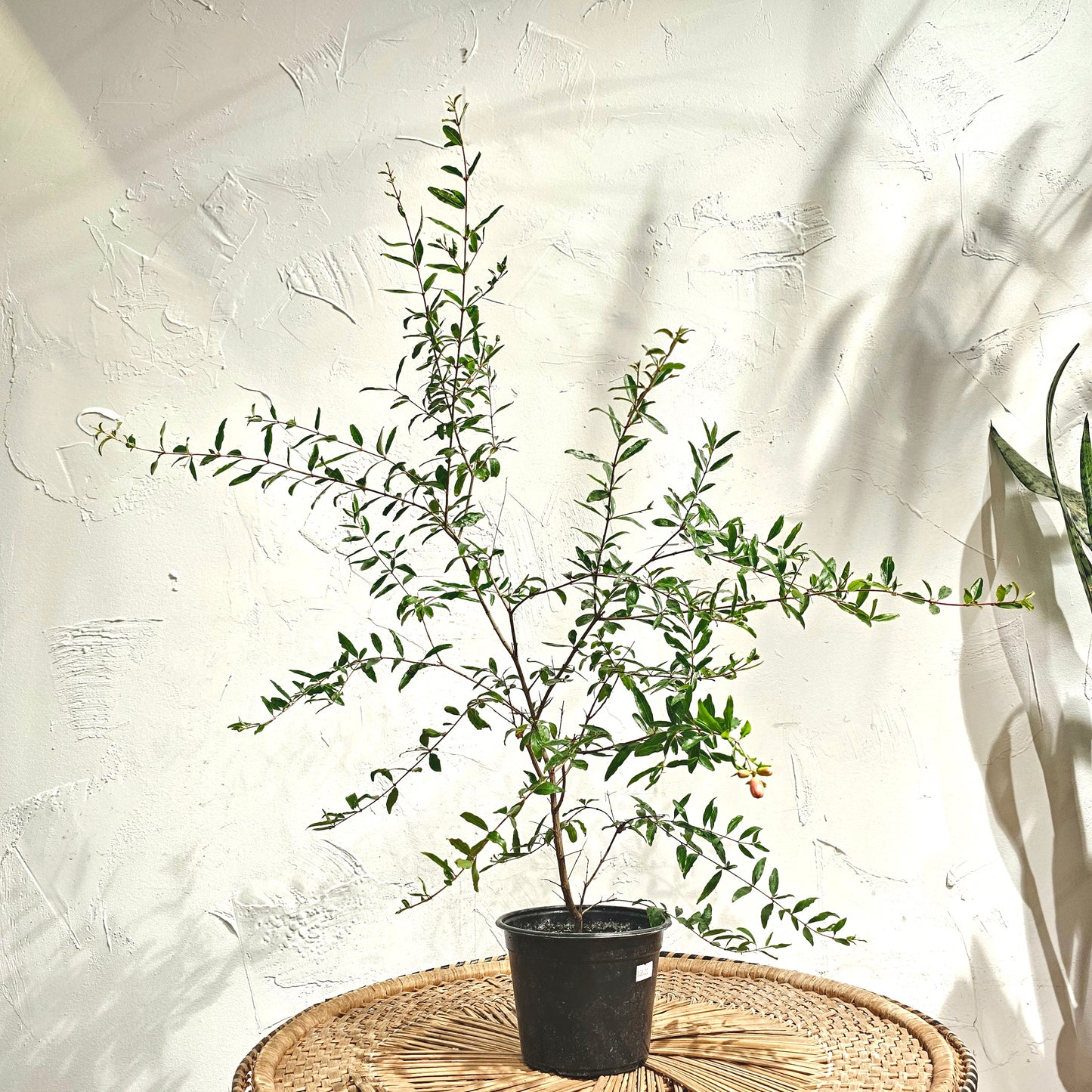 Pomegranate Bonsai Tree (Punica granatum) in a 6 inch pot. Indoor plant for sale by Promise Supply for delivery and pickup in Toronto