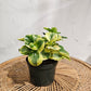 Variegated Baby Rubber Plant (Peperomia obtusifolia) in a 6 inch pot. Indoor plant for sale by Promise Supply for delivery and pickup in Toronto