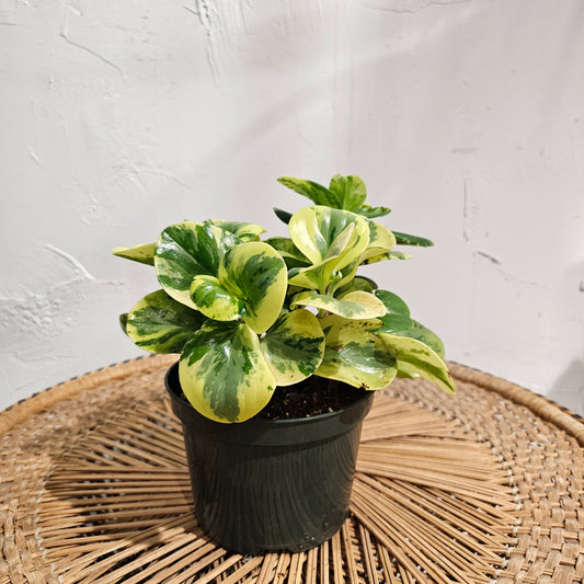 Marble Baby Rubber Plant: Peperomia obtusifolia - 5 inch pot