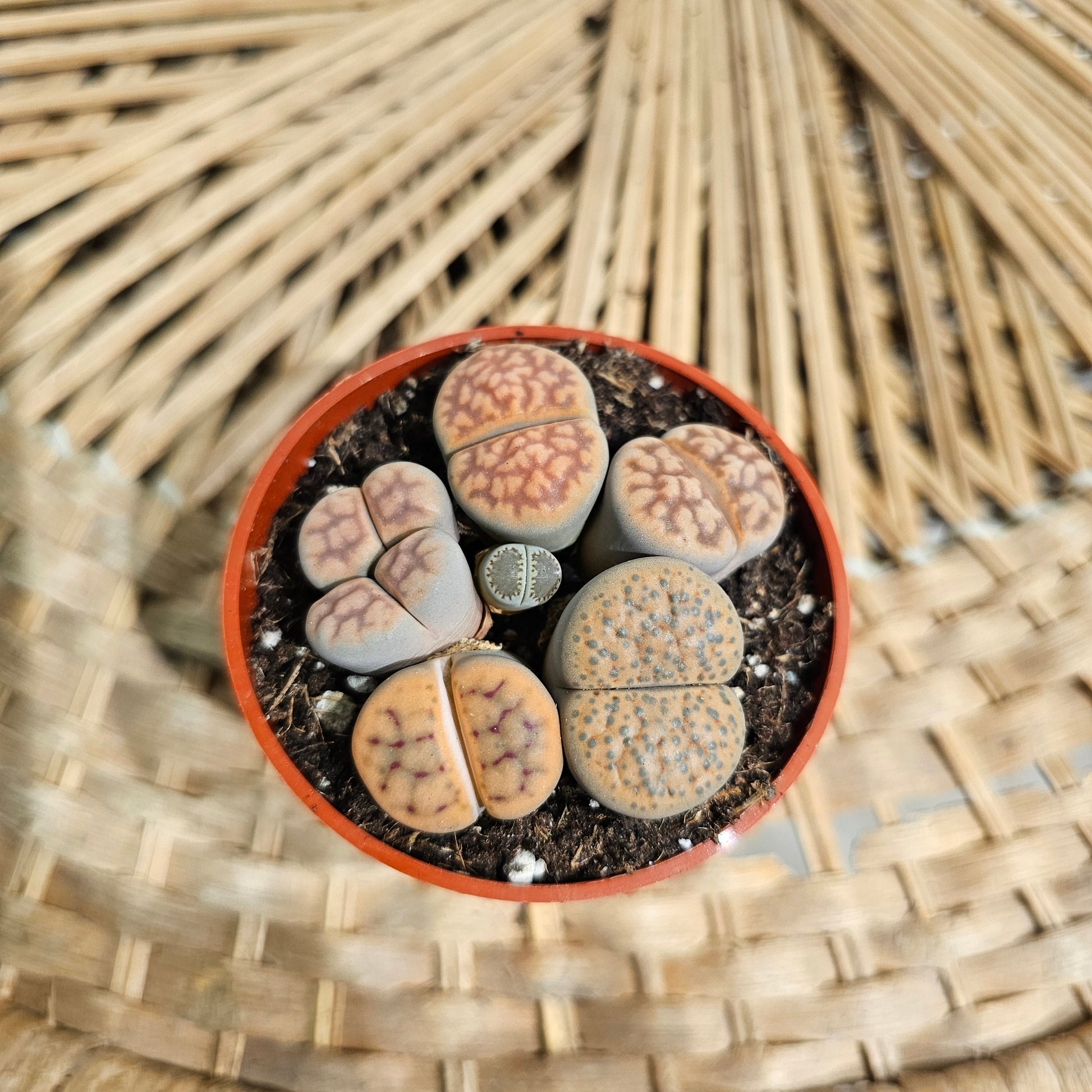 Assorted Cactus (Lithops) in a 2 inch pot. Indoor plant for sale by Promise Supply for delivery and pickup in Toronto