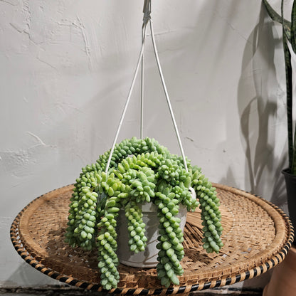 Burro's Tail (Sedum morganianum) in a 6 inch pot. Indoor plant for sale by Promise Supply for delivery and pickup in Toronto