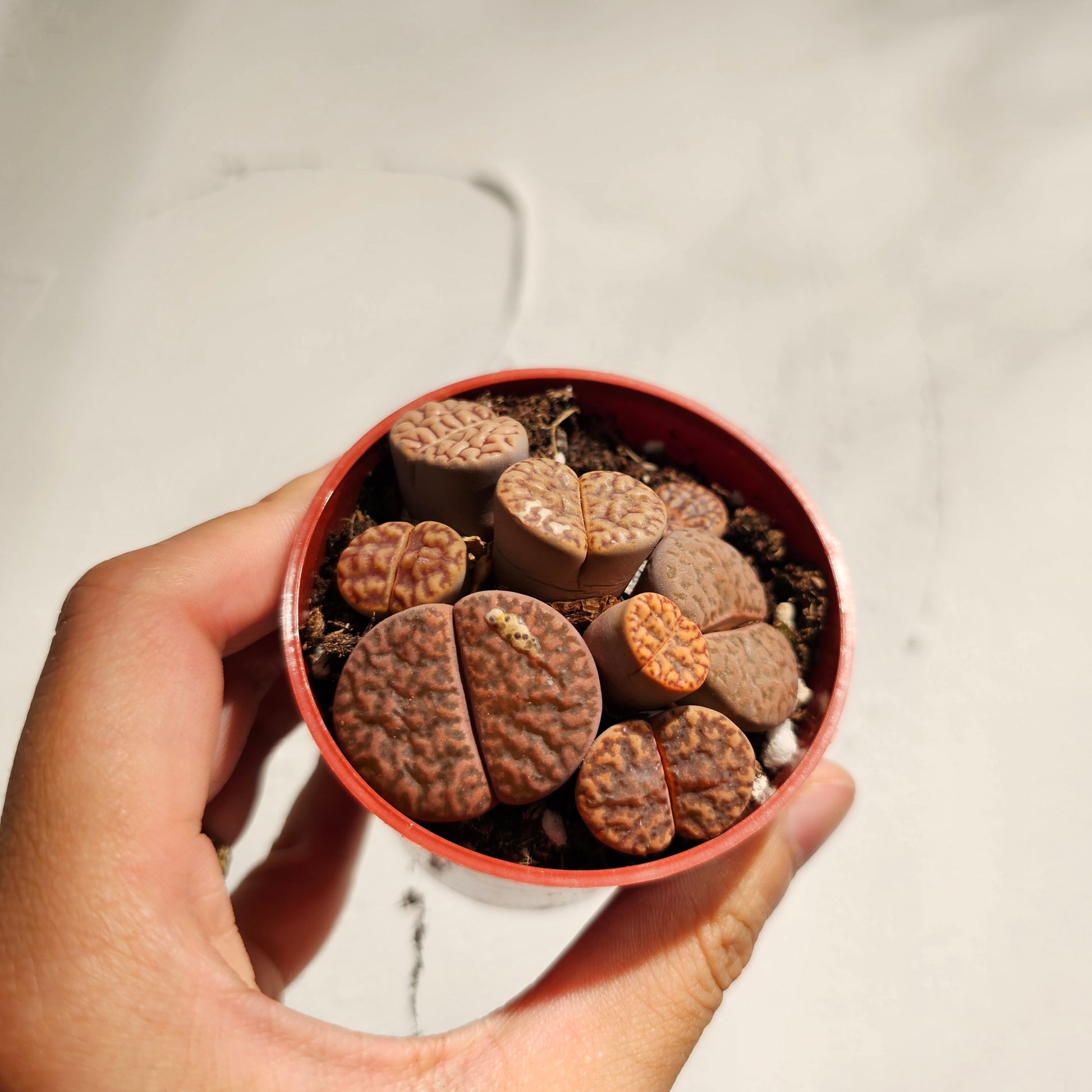 Living Stones (Lithops) in a 2 inch pot. Indoor plant for sale by Promise Supply for delivery and pickup in Toronto