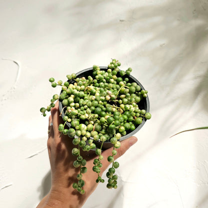 Variegated String of Pearls (Curio rowleyanus) in a 4 inch pot. Indoor plant for sale by Promise Supply for delivery and pickup in Toronto