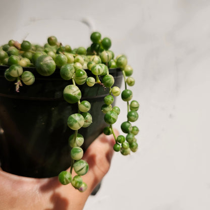 Variegated String of Pearls (Curio rowleyanus 'Variegata') in a 4 inch pot. Indoor plant for sale by Promise Supply for delivery and pickup in Toronto