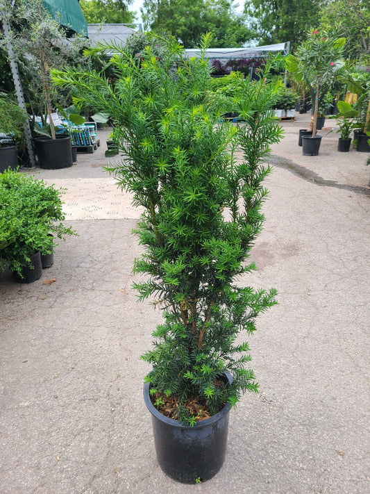 Hicks Yew Tree: Taxus X Med.'Hicksii' - 13 Inch Pot - 90CM Tall