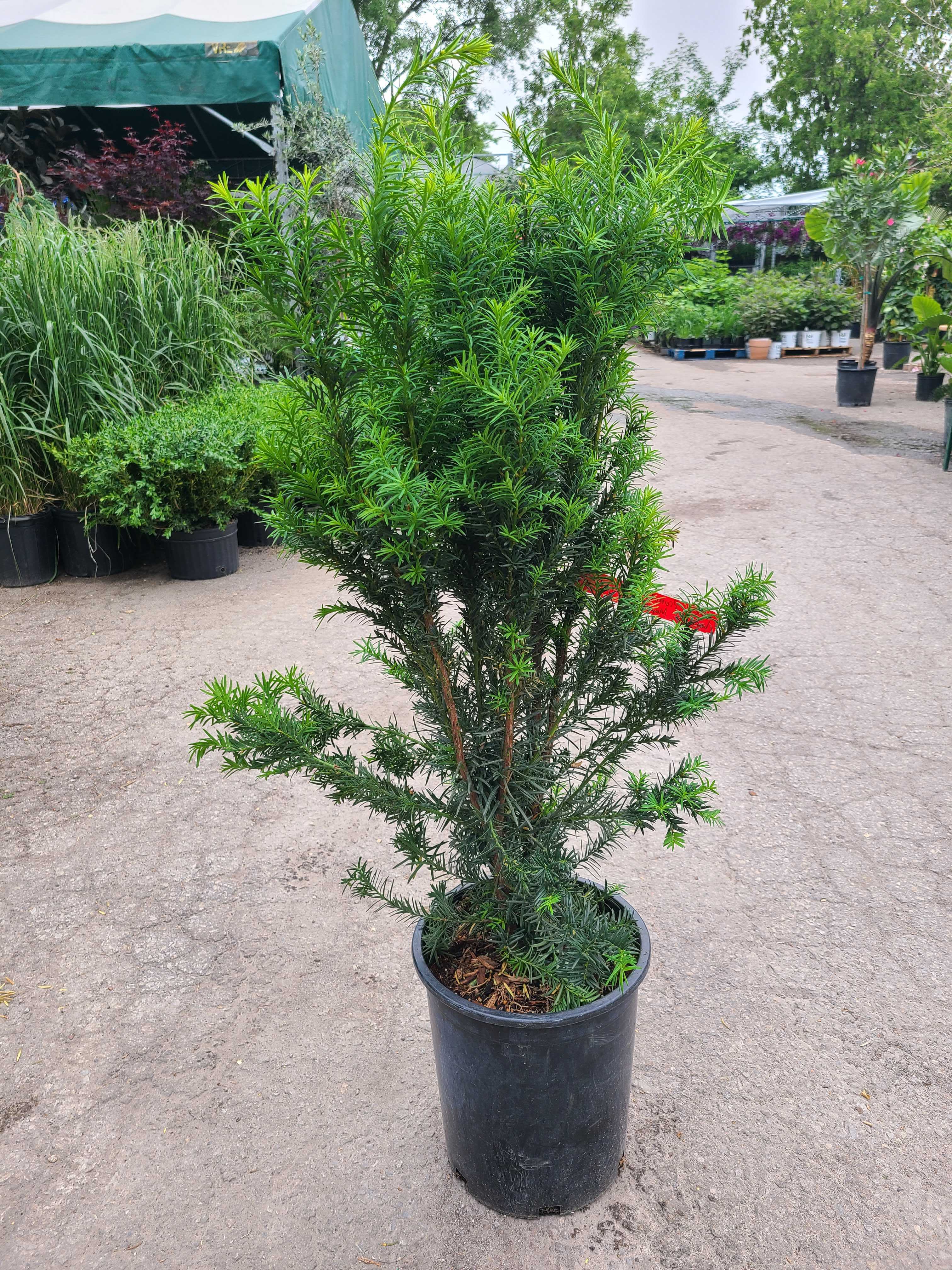 Hicks Yew: Taxus X Med. 'Hicksii' - 13 Inch Pot - 80CM Tall – Promise ...