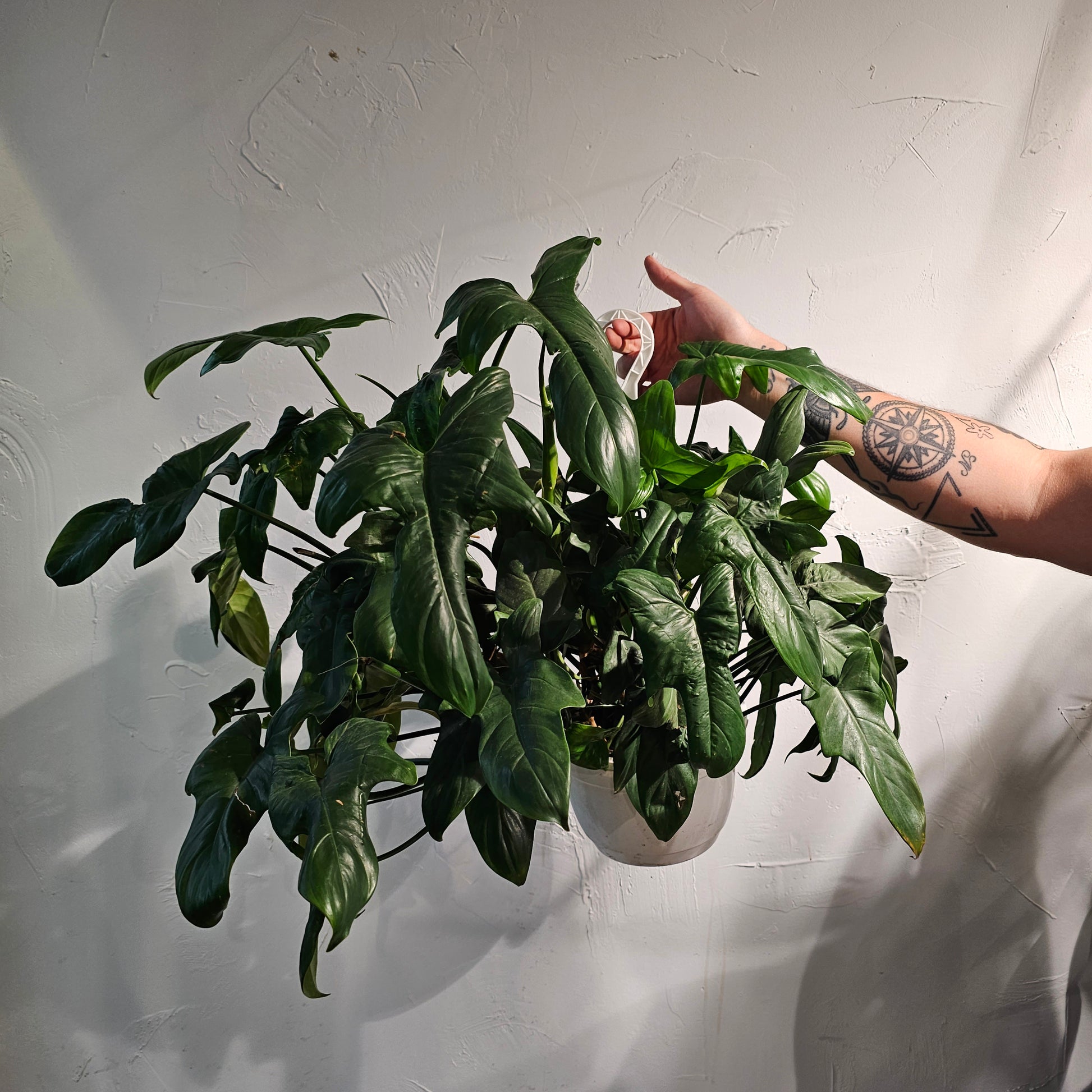 philodendron bipennifolium horse head Horsehead Philodendron - 8" Pot