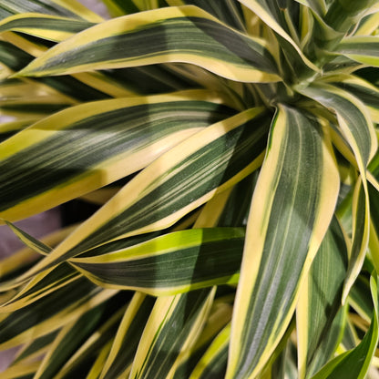 Song of India (Dracaena reflexa 'Song of India') in a 10 inch pot. Indoor plant for sale by Promise Supply for delivery and pickup in Toronto