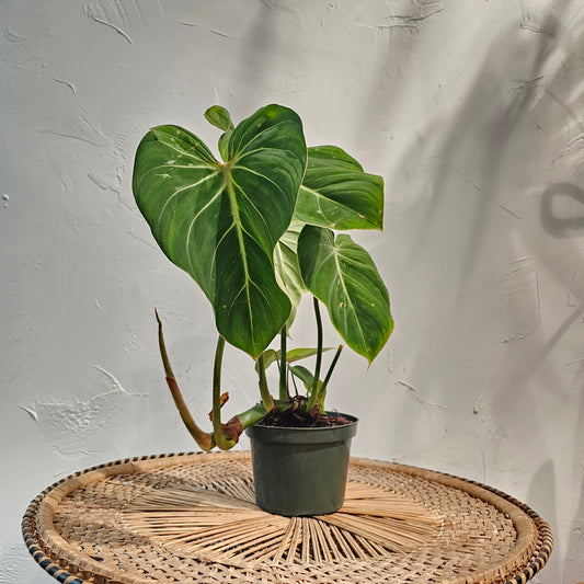 Velvet Philodendron (Philodendron gloriosum) in a 6 inch pot. Indoor plant for sale by Promise Supply for delivery and pickup in Toronto