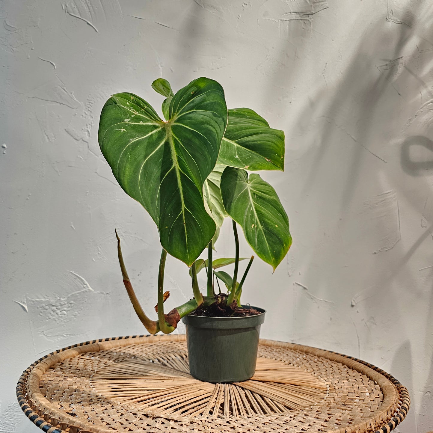 Velvet Philodendron (Philodendron gloriosum) in a 6 inch pot. Indoor plant for sale by Promise Supply for delivery and pickup in Toronto