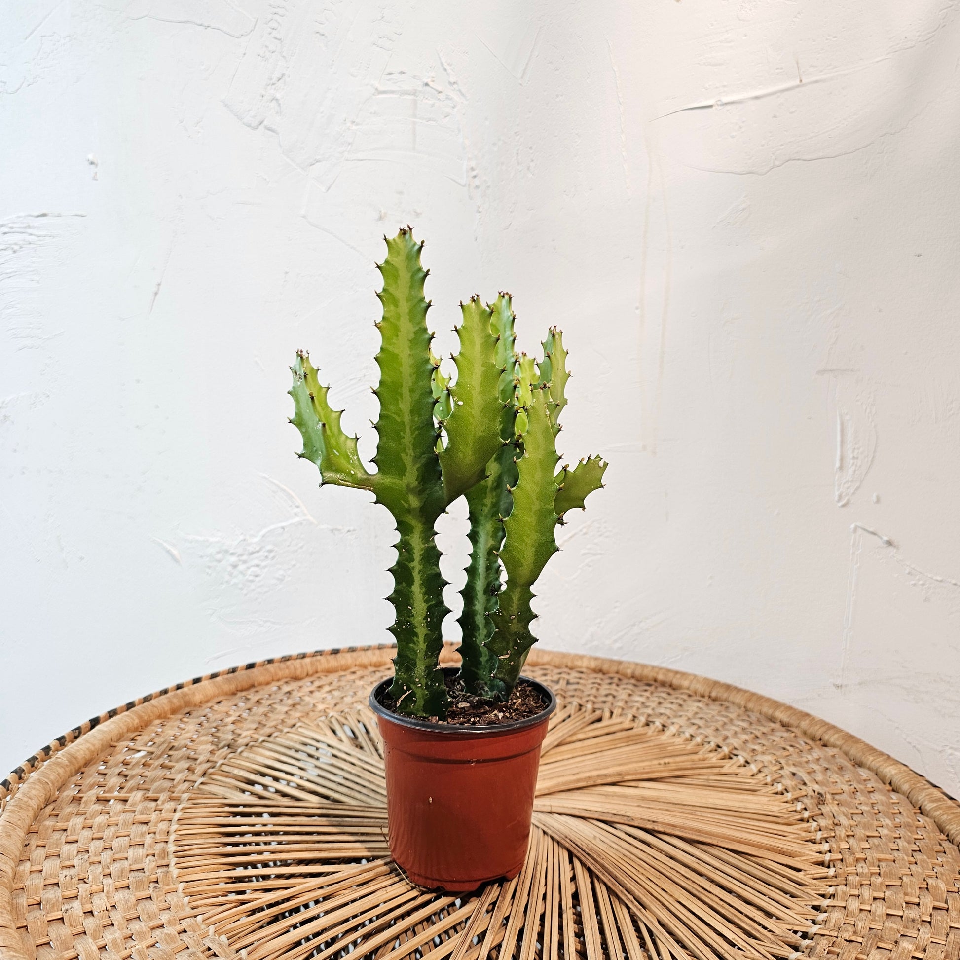 Candelabra Cactus (Euphorbia lactea) in a 4 inch pot. Indoor plant for sale by Promise Supply for delivery and pickup in Toronto