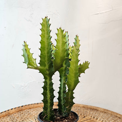 Candelabra Cactus (Euphorbia lactea) in a 4 inch pot. Indoor plant for sale by Promise Supply for delivery and pickup in Toronto