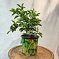 Lime Bush (Citrus × various varieties) in a 10 inch pot. Indoor plant for sale by Promise Supply for delivery and pickup in Toronto