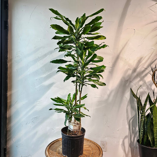 Corn Plant (Dracaena fragrans) in a 10 inch pot. Indoor plant for sale by Promise Supply for delivery and pickup in Toronto