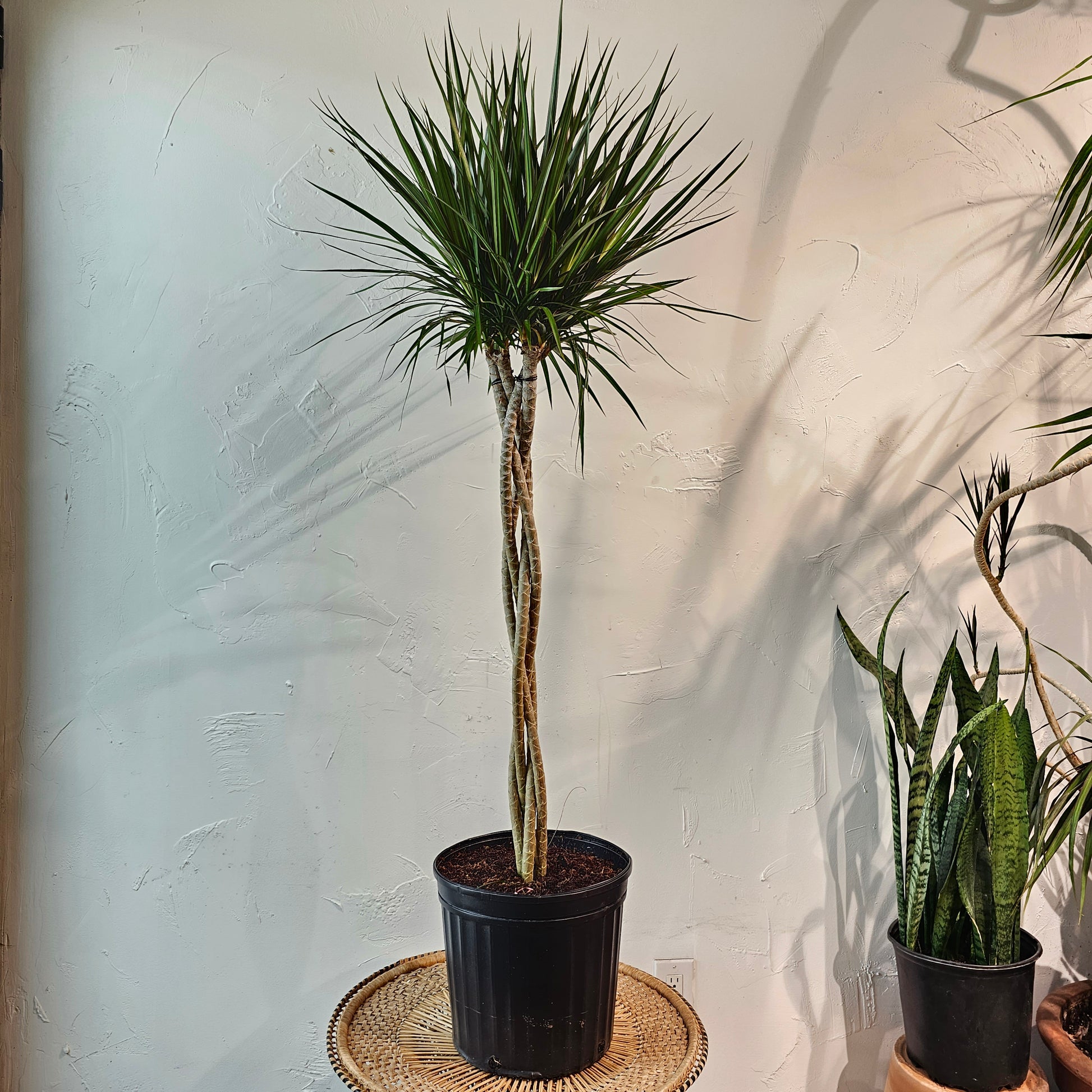 braided palm plant Braided Madagascar Dragon Tree - 12" Pot
