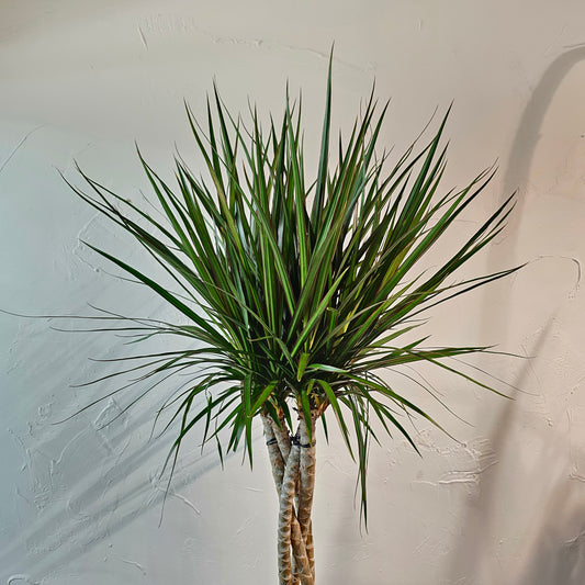 Braided Dragon Tree (Dracaena marginata) in a 12 inch pot. Indoor plant for sale by Promise Supply for delivery and pickup in Toronto