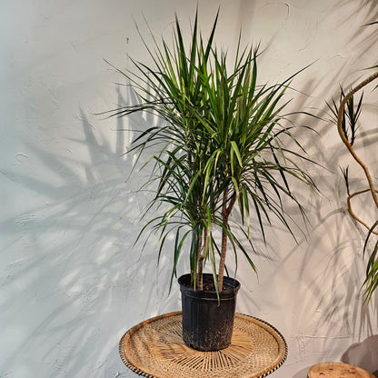 Cutback Staggered Dragon Tree: Dracaena marginata - 8 inch pot - 2 foot tall — indoor plant — indoor plant for sale by Promise Supply for delivery and pickup in Toronto.