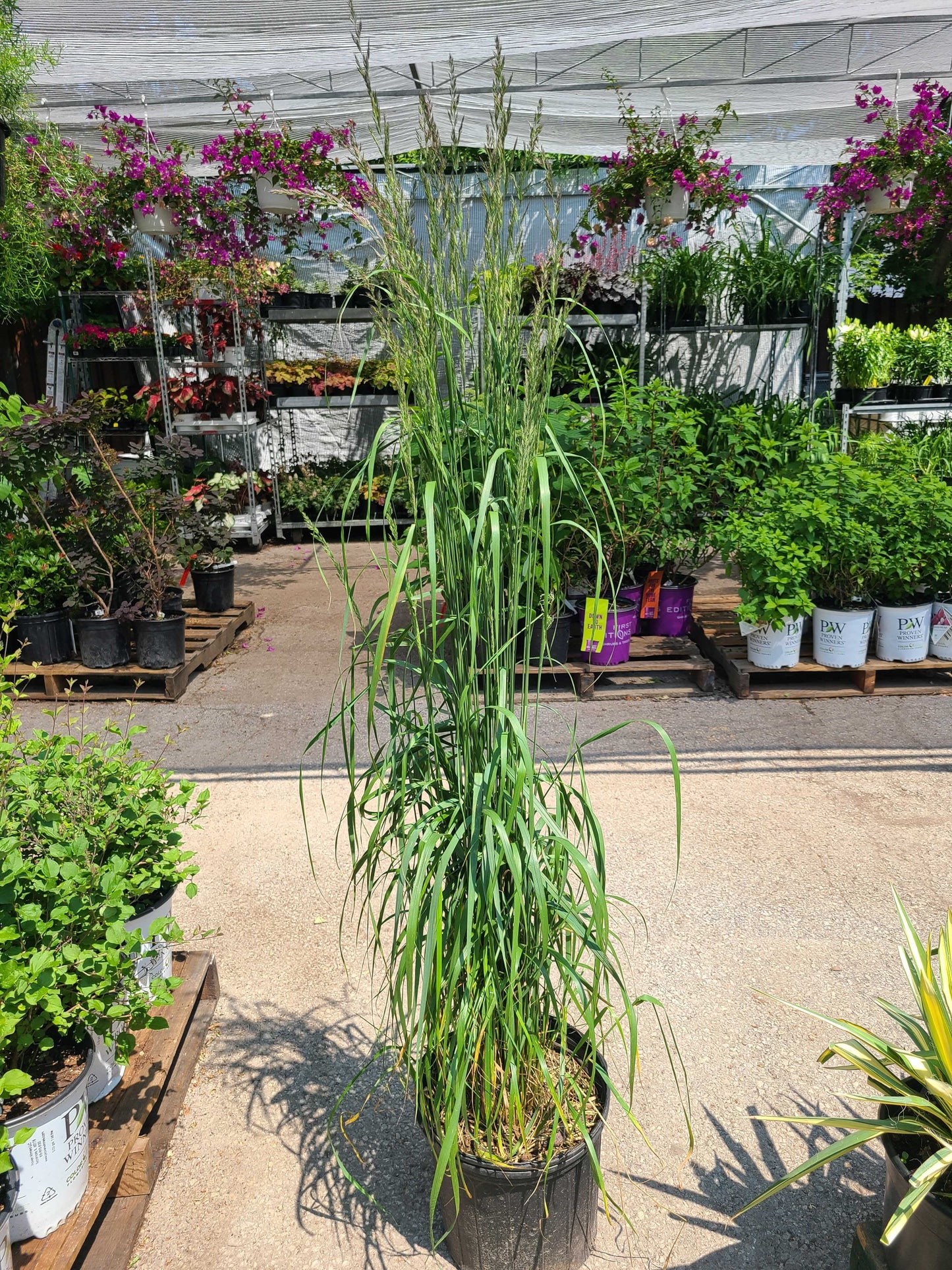 Karl Foerster Reed Grass: Calamagrostis Acu.'Karl Foerst - 2GAL Pot CM Tall