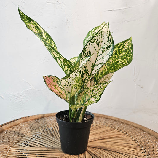 Chinese evergreen, Philippine evergreen (Aglaonema) in a 5 inch pot. Indoor plant for sale by Promise Supply for delivery and pickup in Toronto