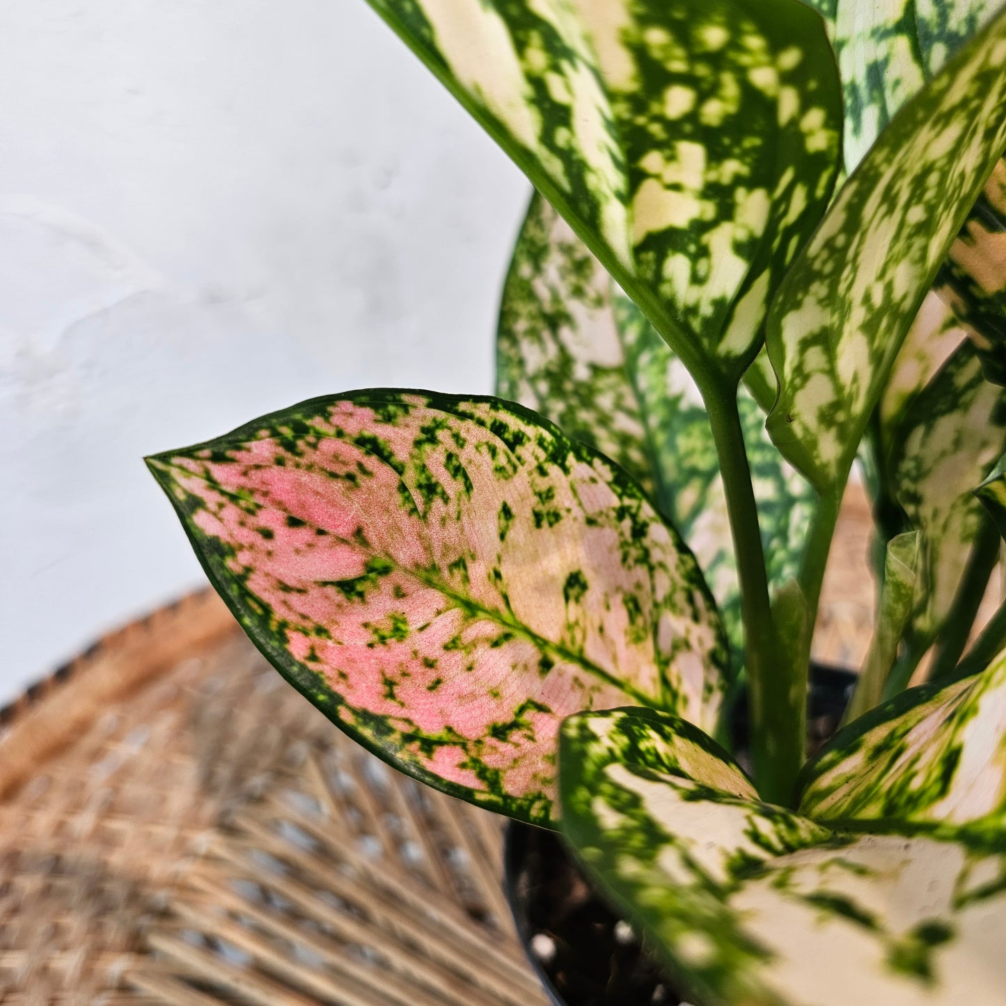 Chinese Evergreen (Aglaonema 'Pink Princess') in a 5 inch pot. Indoor plant for sale by Promise Supply for delivery and pickup in Toronto