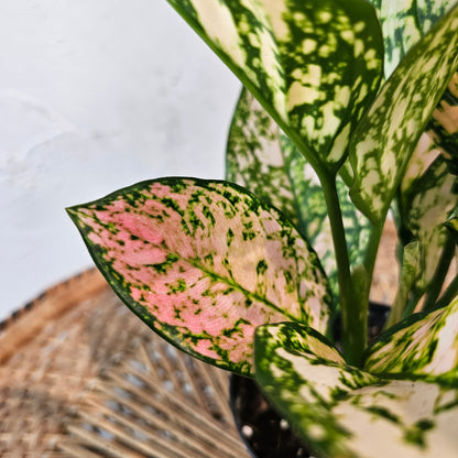 Chinese Evergreen (Aglaonema 'Pink Princess') in a 5 inch pot. Indoor plant for sale by Promise Supply for delivery and pickup in Toronto