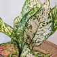Chinese Evergreen (Aglaonema 'Pink Princess') in a 5 inch pot. Indoor plant for sale by Promise Supply for delivery and pickup in Toronto