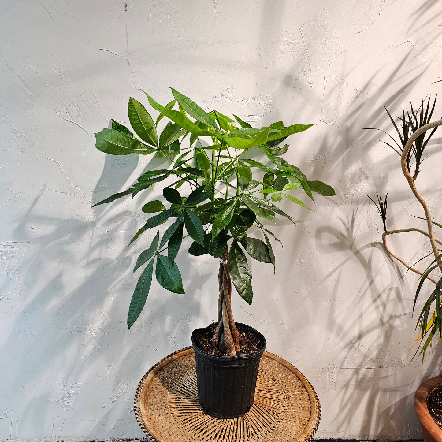 Money Tree (Pachira aquatica) in a 8 inch pot. Indoor plant for sale by Promise Supply for delivery and pickup in Toronto