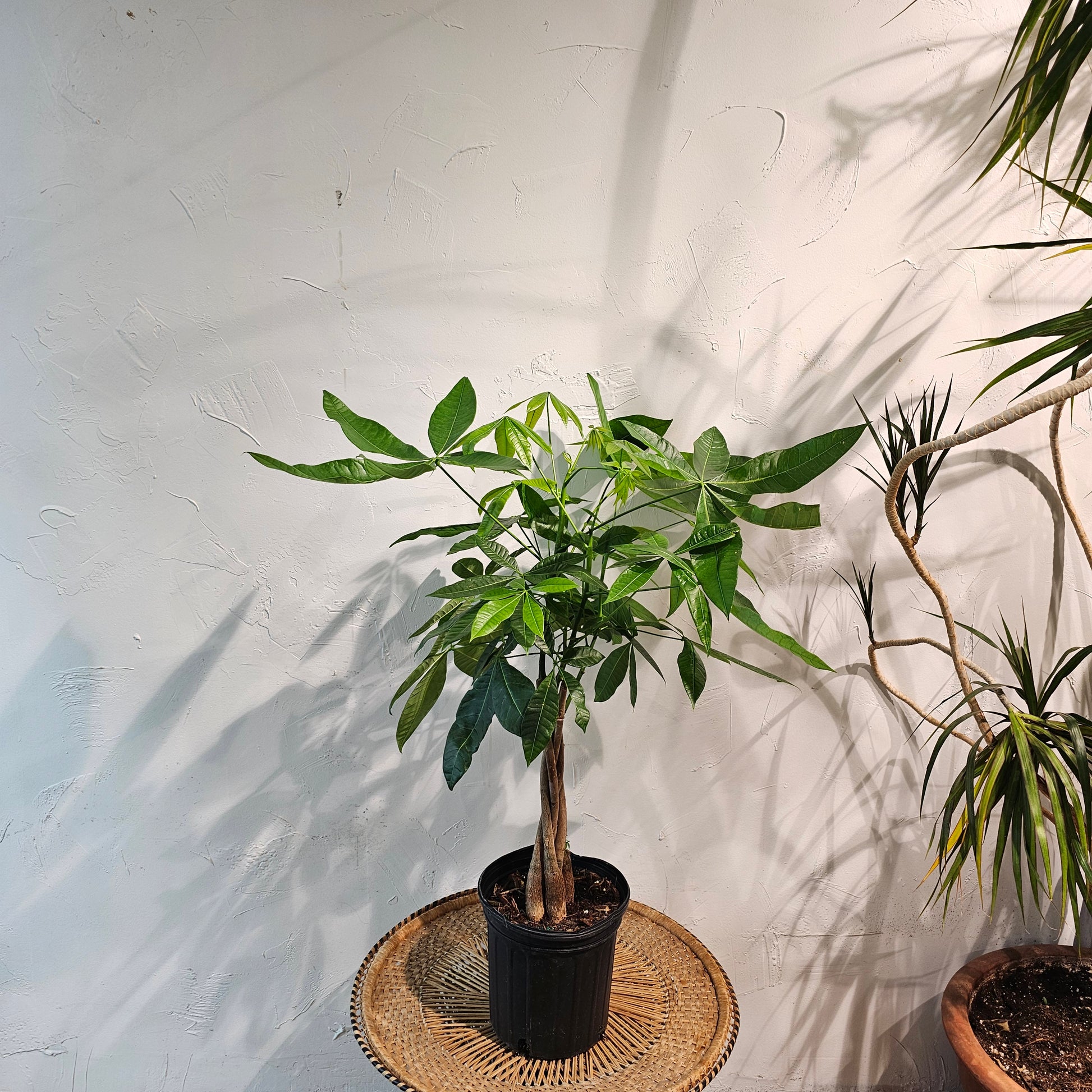 Money Tree (Pachira aquatica) in a 8 inch pot. Indoor plant for sale by Promise Supply for delivery and pickup in Toronto
