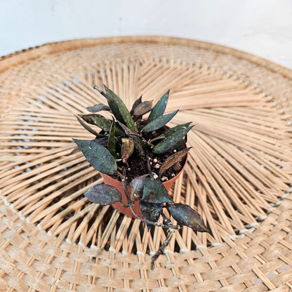 Variegated Hoya (Hoya carnosa) in a 3 inch pot. Indoor plant for sale by Promise Supply for delivery and pickup in Toronto