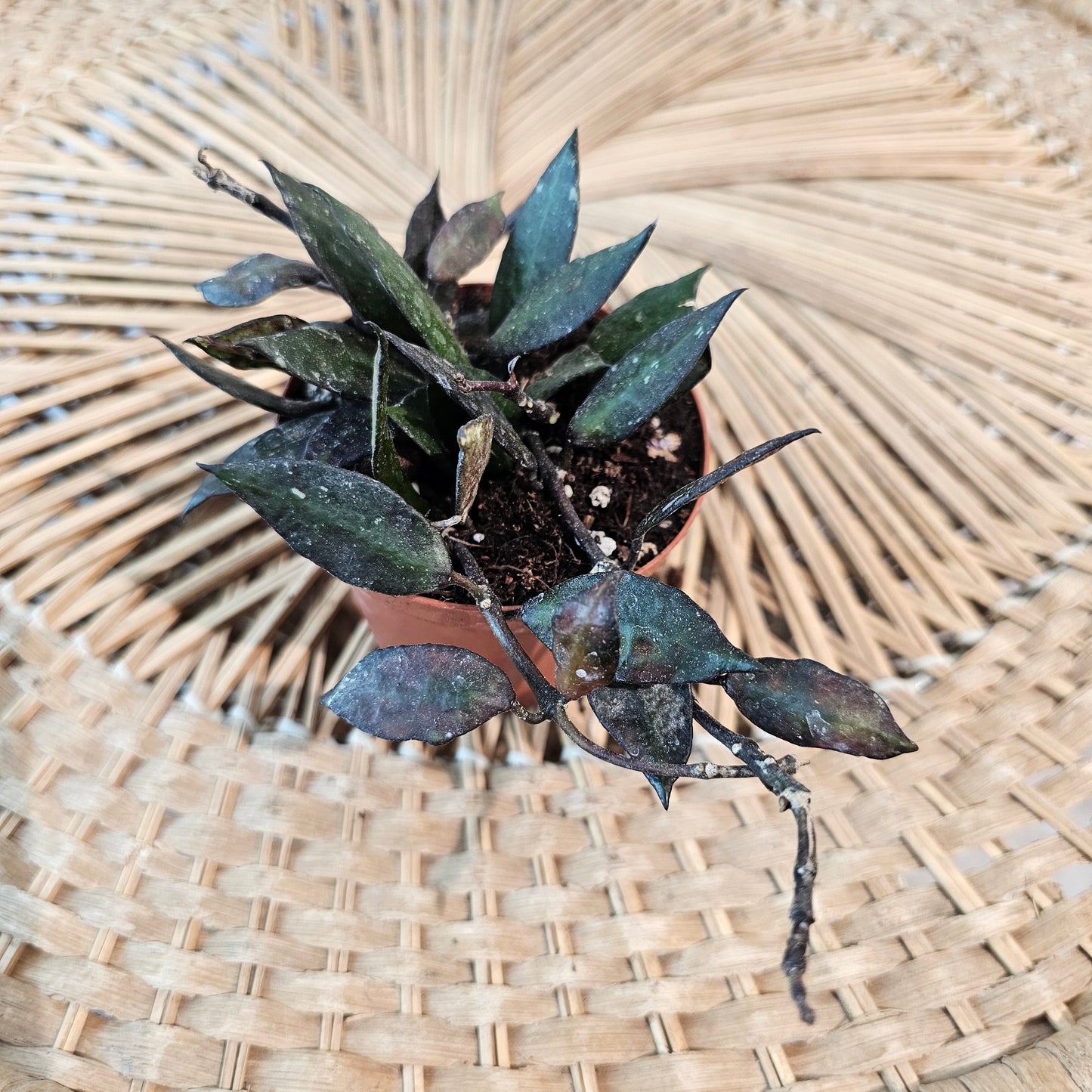 Black Heart Leaf Hoya (Hoya krohniana) in a 3 inch pot. Indoor plant for sale by Promise Supply for delivery and pickup in Toronto