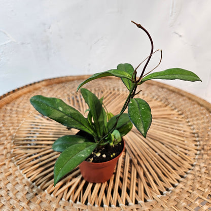 Variegated Hoya (Hoya carnosa) in a 3 inch pot. Indoor plant for sale by Promise Supply for delivery and pickup in Toronto