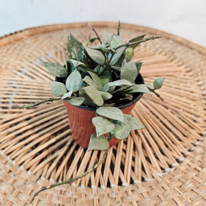 Variegated Hoya (Hoya carnosa) in a 4 inch pot. Indoor plant for sale by Promise Supply for delivery and pickup in Toronto