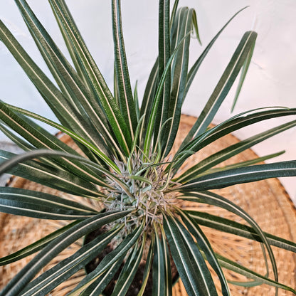 Madagascar Palm (Pachypodium lamerei) in a 6 inch pot. Indoor plant for sale by Promise Supply for delivery and pickup in Toronto