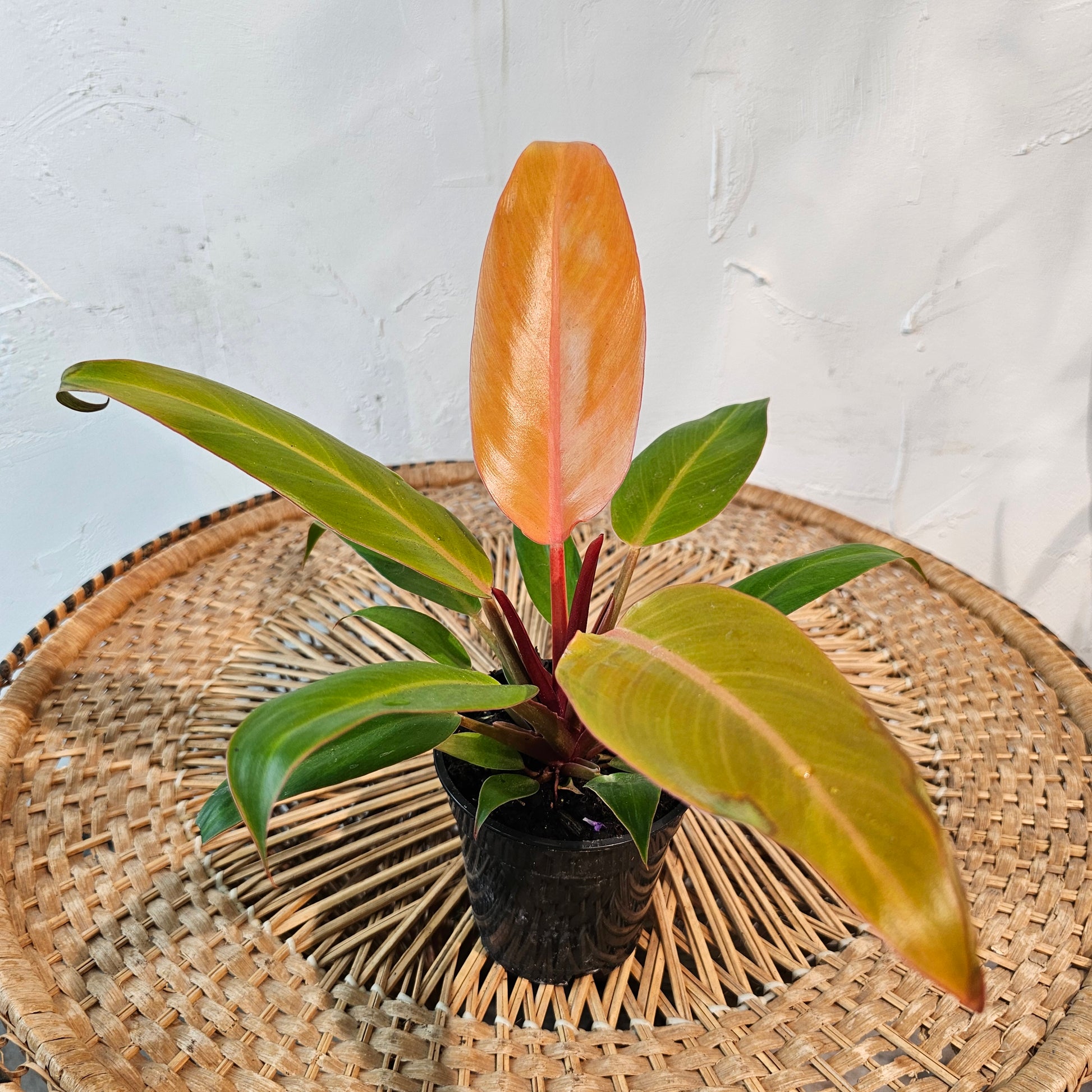 Selloum (Philodendron) in a 4 inch pot. Indoor plant for sale by Promise Supply for delivery and pickup in Toronto