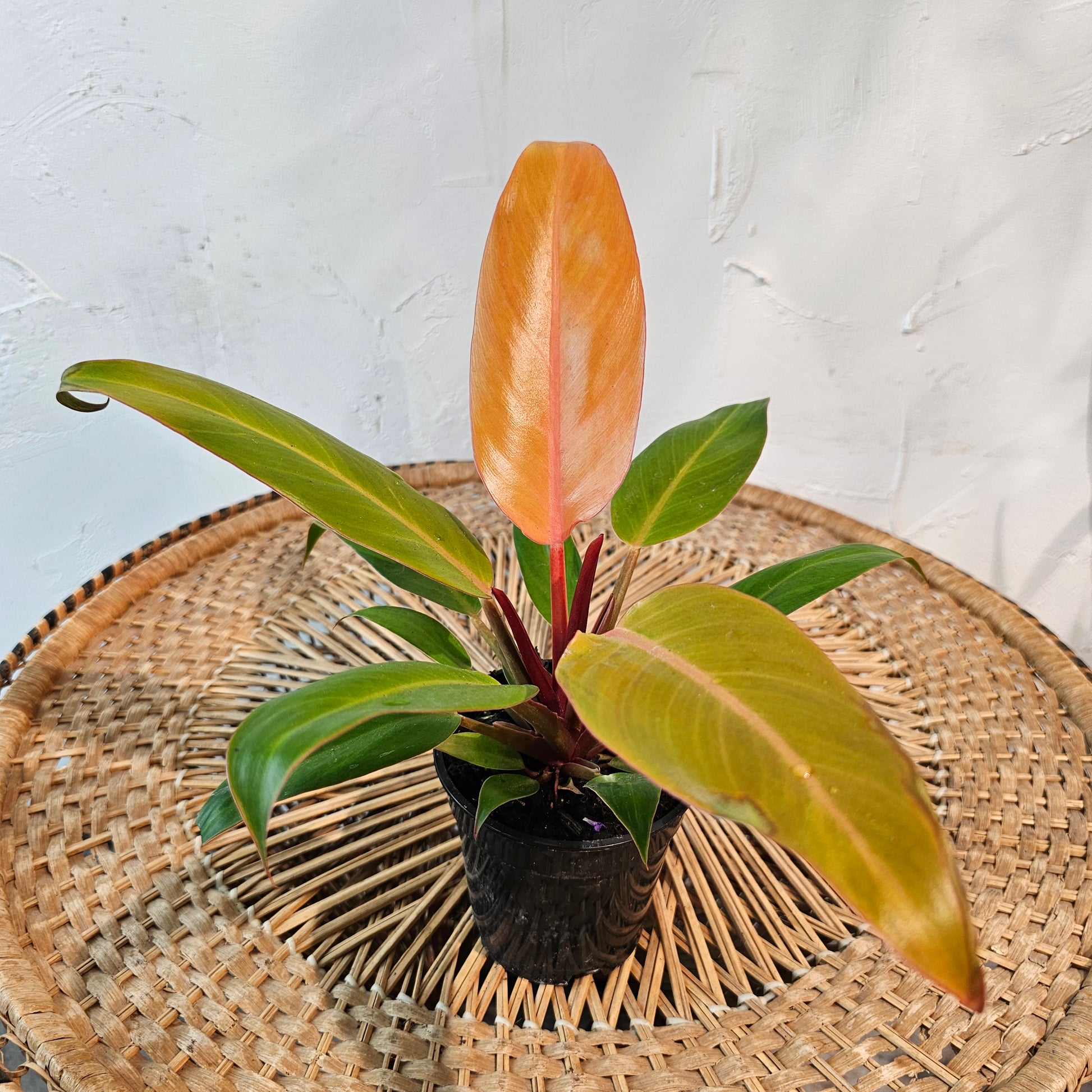 philodendron selloum sun red Sun Red Philodendron - 4" Pot