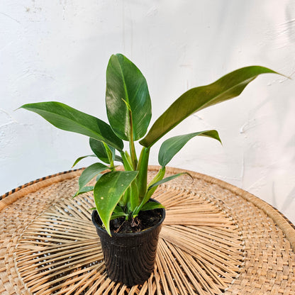 Birdnest Philodendron (Philodendron Wendlandii) in a 4 inch pot. Indoor plant for sale by Promise Supply for delivery and pickup in Toronto