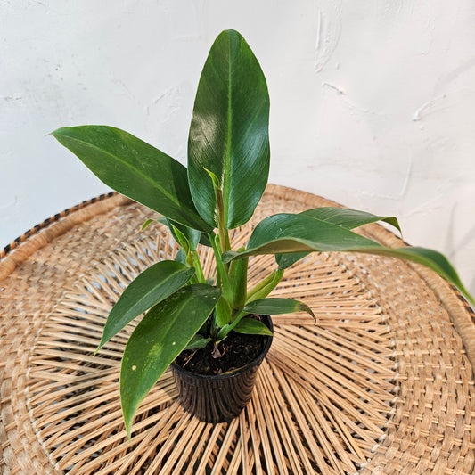 Birdnest Philodendron (Philodendron Wendlandii) in a 4 inch pot. Indoor plant for sale by Promise Supply for delivery and pickup in Toronto